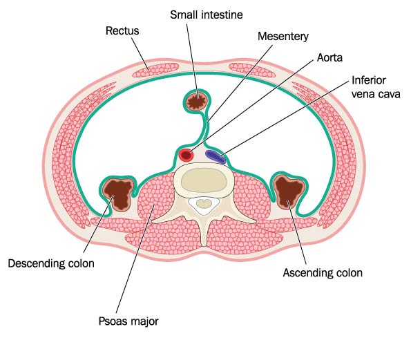 psoas-muscle-cross-section_277585796