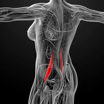 Psoas Muscle 66