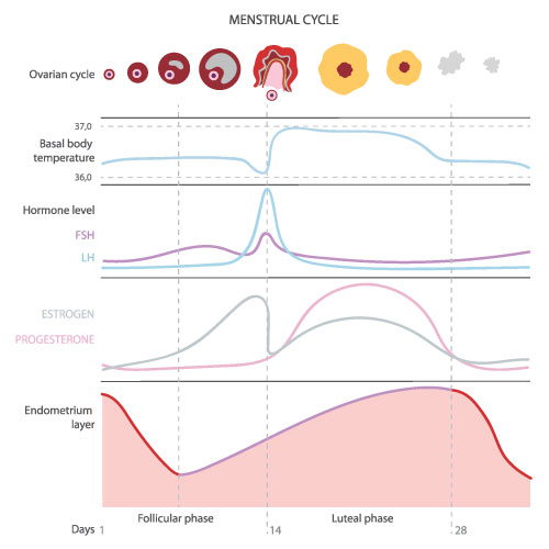 Female Monthly Cycle Chart