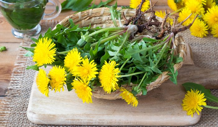 Health Benefits of Dandelion Extract