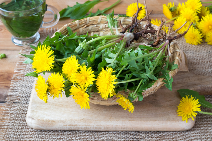 Health Benefits of Dandelion Extract